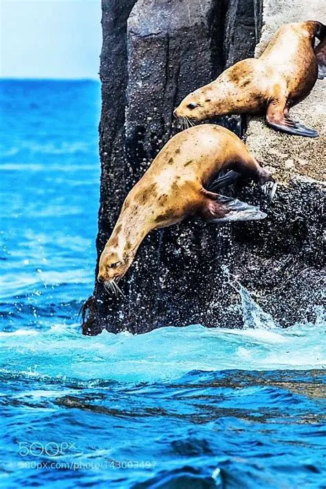 A Surprisingly Good Swimmer