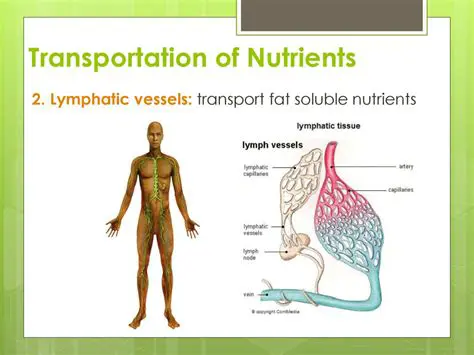 Absorbing and transporting nutrients and waste products
