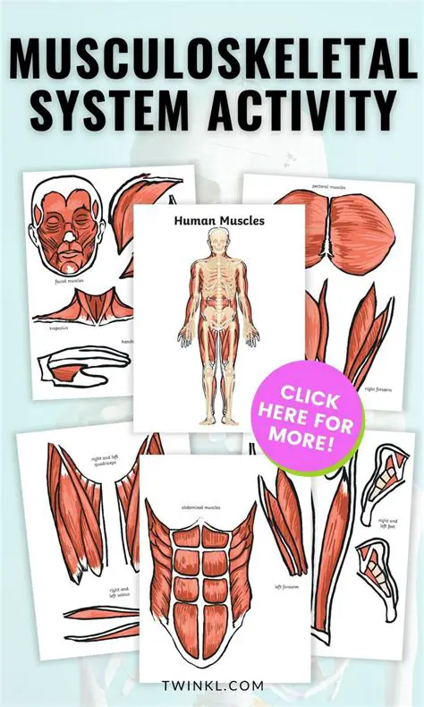 Activities Performed by the Musculoskeletal System
