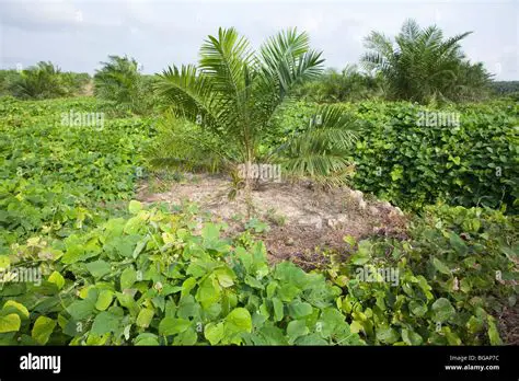 Benefits of this research for the cultivation of Mucuna Bracteata