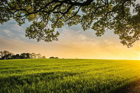 Calm and Peaceful Environment