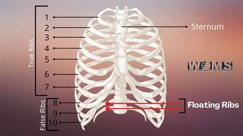 Characteristics of Floating Ribs
