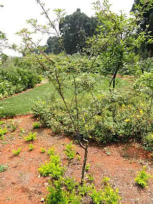 Continued support for Andaliman cultivation