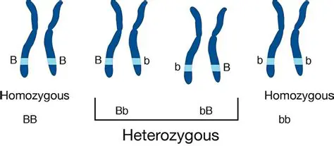 Ejemplos de Heterocigosidad