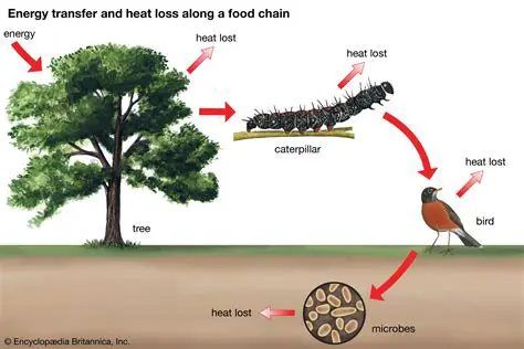 Energy Acquisition through Predation