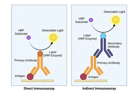 Enhanced Reaction in the Presence of Antibodies