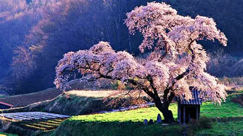 Features of the Beautiful Tree Screensaver