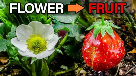 Flower and fruit production