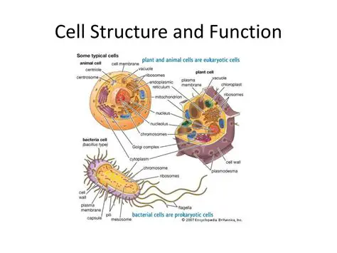 Functions of Cell Structures