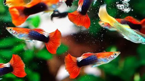 Getting Started with Guppy