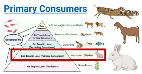 Identifying Primary Consumers