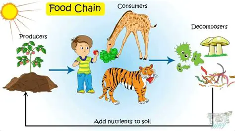 Importance of Producers and Consumers in Ecosystems