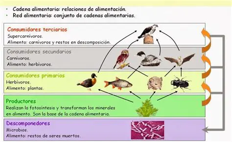 Importancia de la Cadena Complementaria
