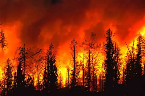 Incêndio Grave Devasta Área Florestal: Causas, Consequências e Prevenção