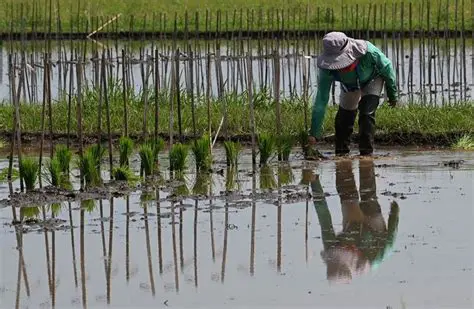 Increasing the Area of Harvest and Price Stabilization