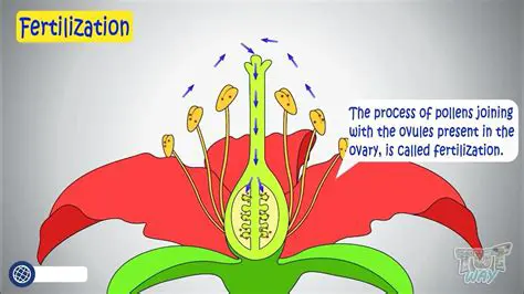 Introduction to Conifer Fertilization
