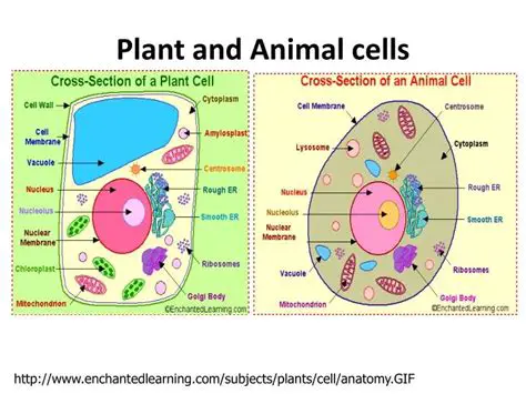 Introduction to Plant and Animal Cells