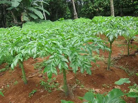 Inventory and Identification of Suweg Plants
