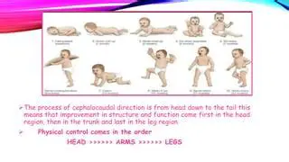 Key Features of Cephalocaudal Development
