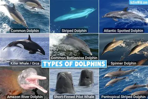 Key Features of Dolphin Publisher