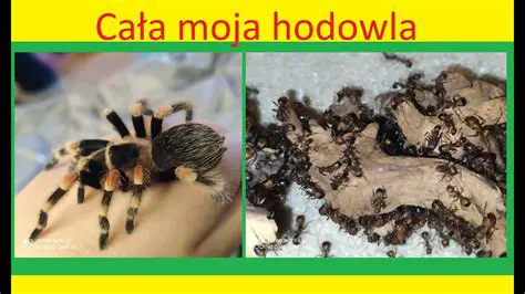 Key Features of Moja Hodowla