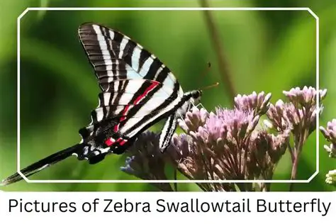 Key Features of Zebra OPOS