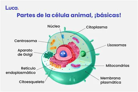 La estructura celular de los gatos