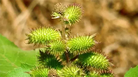 Reasons Why Xanthium and Parthenium are Not Weeds