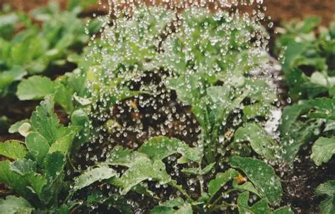 Regue a planta regularmente