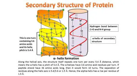 Secondary structure formation