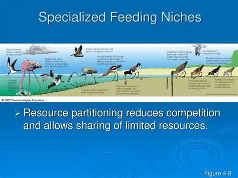 Specialized feeding structures
