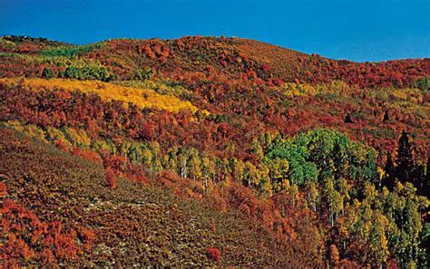 Temperate Deciduous Forest