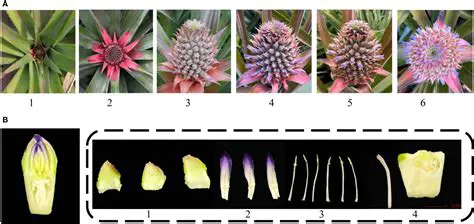 The Antimicrobial Potential of Pineapple Fruit