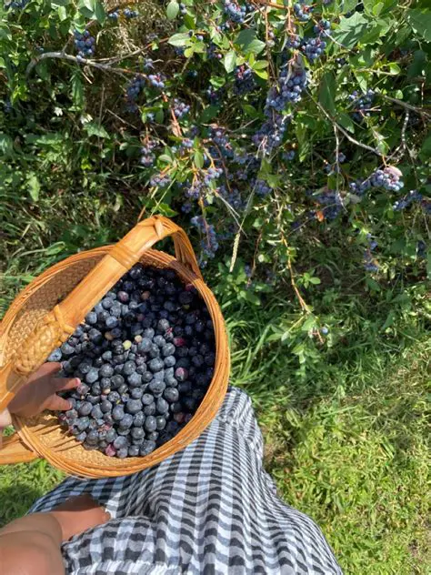 The Blueberry Picking Scenario