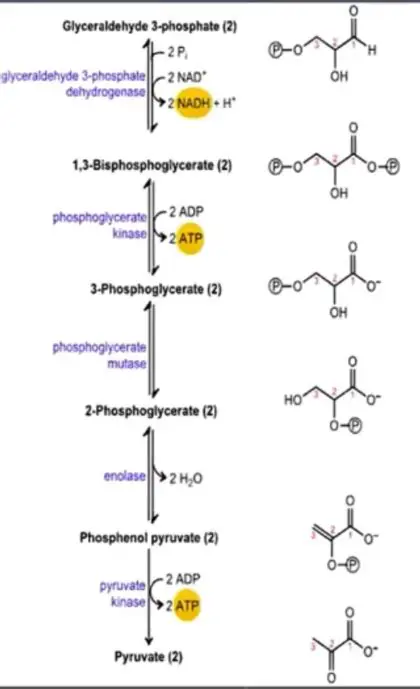The Combination of Electrons and Pyruvate