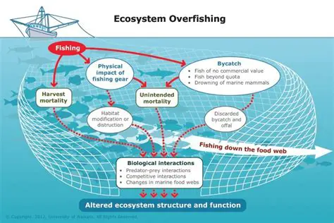The Devastating Impact of Overfishing