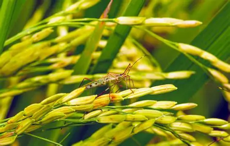The Devastating Impact of Sangit Walang on Rice Farmers