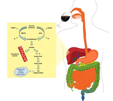 The Digestive System and Alcohol Absorption