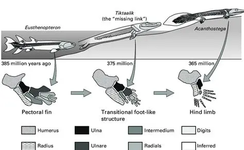 The Discovery of Tiktaalik