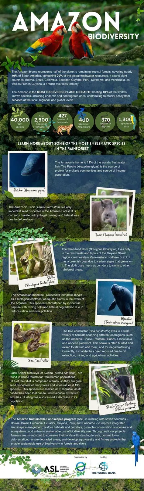 The Ecological Significance of the Rain Forest