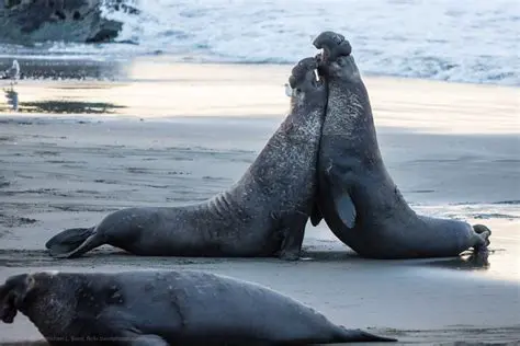 The Effects of Hunting on Northern Elephant Seals