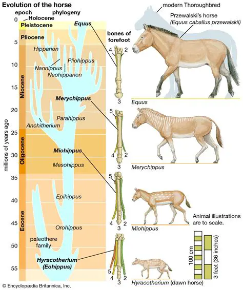 The evolution of the horse