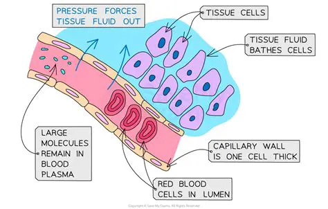 The Impact of Fluid and Waste Buildup on the Body