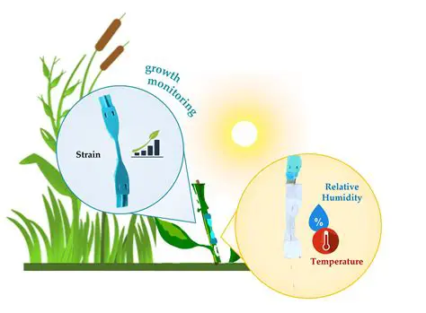 The Importance of Plant Growth Monitoring