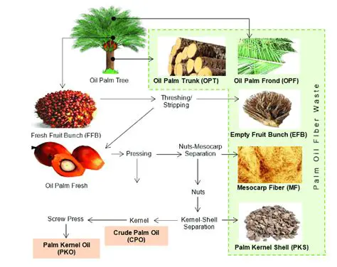 The Importance of SQC in Palm Oil Production