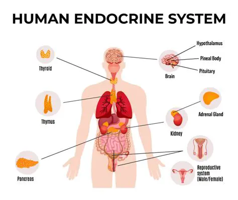 The Importance of These Glands in the Reproductive Process
