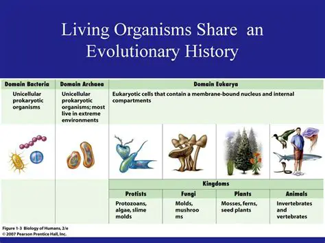 The Influence of Education on Evolutionary Beliefs