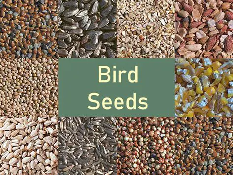 The Initial Amount of Birdseed