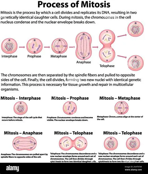 The Main Purpose of Mitosis Models