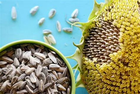 The Probability of Selecting Two Sunflower Seeds in a Row